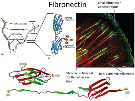 Image result for Fibronectin Medication