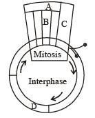 31 Years NEET Previous Year Questions: Cell Cycle and Cell Division - 1 ...