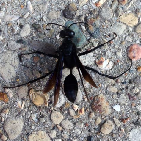 Great Black Wasp Colorado at Shirley Gonzalez blog