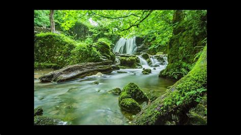 Image result for Relaxing Tree Sounds