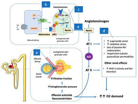 IJMS | Special Issue : Metabolic Regulation in the Development of ...