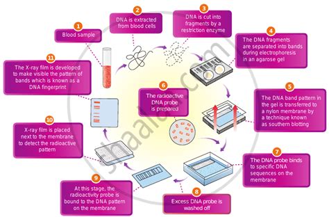 How to Process a DNA Sample 的图像结果