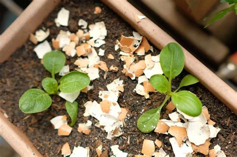 6 Best Ways To Use Eggshells In Potted Plants + A DIY Recipe