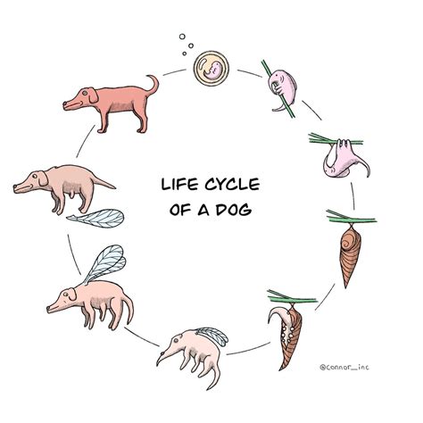 Life Cycle of a Dog : r/webcomics