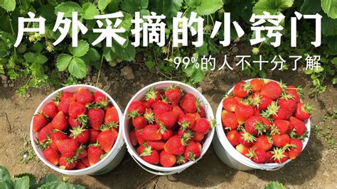 采草莓正当时 盘点南京草莓采摘地(组图)_江苏旅游_新浪江苏_新浪网