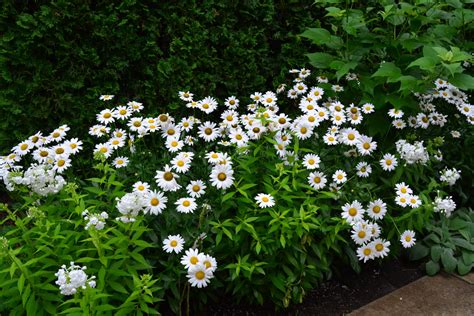 Shasta Daisy 'Becky' | Plant Profile | Sylvan Gardens Landscape Contractors