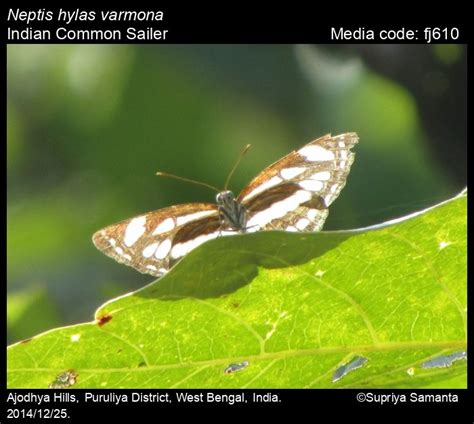 Neptis hylas | Butterfly