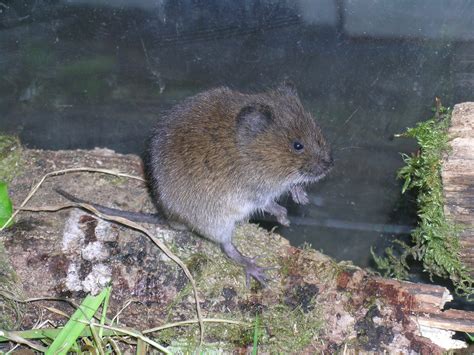 Vertebrate: Voles | Hortsense | Washington State University