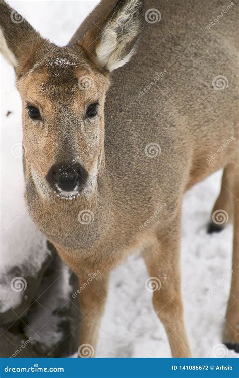 Siberian ROE Deer Close-up - Vertically Stock Photo - Image of viewer ...