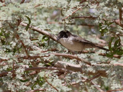 Arabian Warbler - eBird