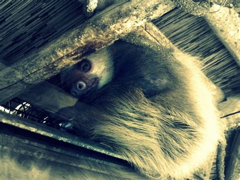 Image result for Silly Sloth