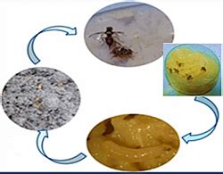 Insect Rearing Diet – Technology Transfer Unit for the Industry ...