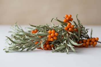 Dried Sea Buckthorn Leaves Wholesale | Bulk B2B | Pahari Haat – Pahari ...