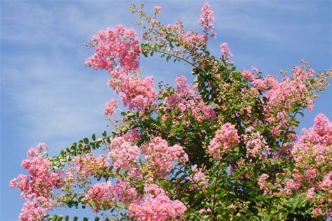 Image result for OCR Based Algorithm