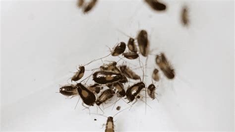 German Cockroach Poop 的图像结果