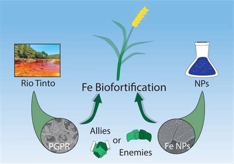 Assessing the Biofortification of Wheat Plants by Combining a Plant ...