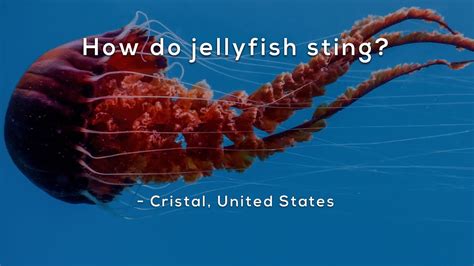 How do jellyfish sting? - YouTube