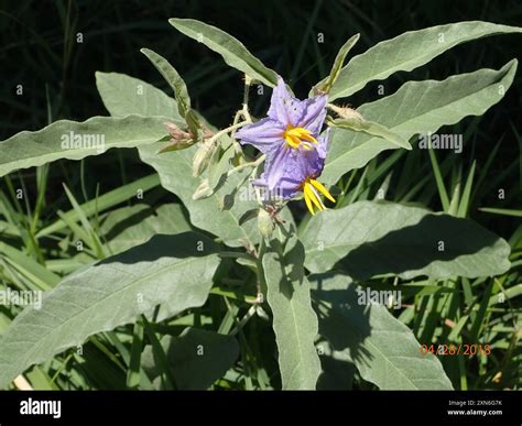 silverleaf nightshade (Solanum elaeagnifolium) Plantae Stock Photo - Alamy
