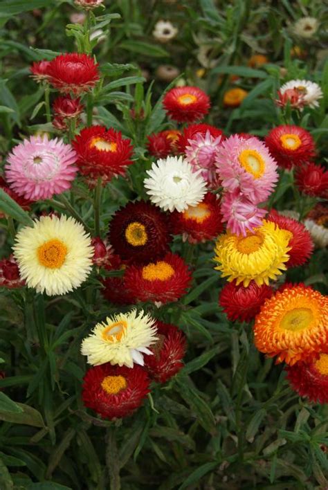 Helichrysam Dwarf Mixed Paper (Strawflower) quality flower seeds garden ...