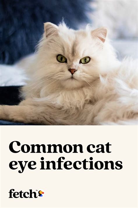 Preventing Cat Eye Infections