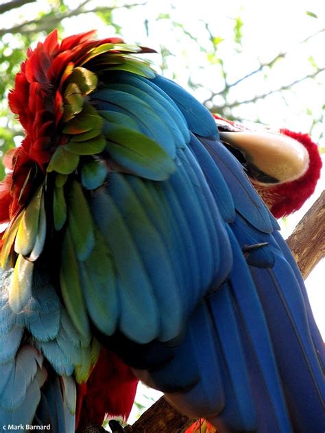 Image result for Exploding Bird