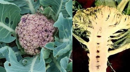 Cauliflower: फूलगोभी के रोग और उनका नियंत्रण