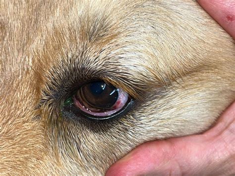 Why Is My Dogs Eye Swollen Shut