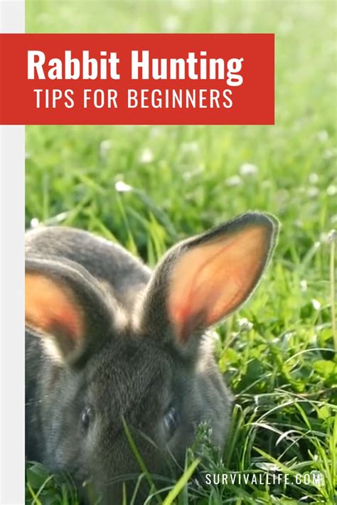 Rabbit Hunting Tips 的图像结果