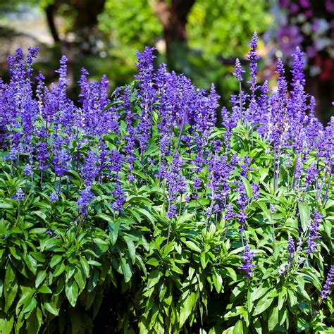 Mealy Cup Sage, Blue Sage (Salvia farinacea) - MyGardenLife