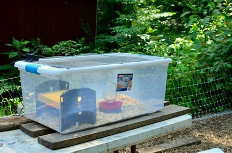 Chicken Brooder Ideas 的图像结果