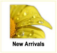 Center for Information on Language Sciences