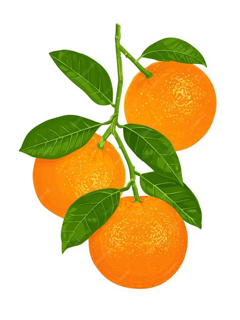 Premium Vector | Three orange fruits hang on the branches of an orange ...