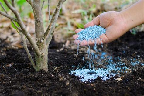 Image result for How Do You Fertilize a Tree