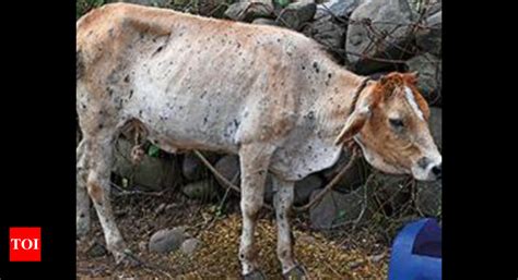 Maharashtra: With cows vaccinated, lumpy skin disease hits calves ...