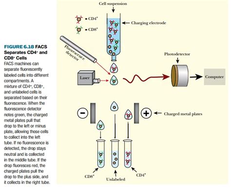Image result for Fluorescent Activated Cell Sorting Lecture