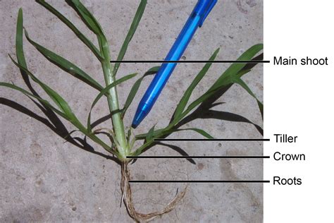 Grass morphology and anatomy - Earth@Home: Evolution