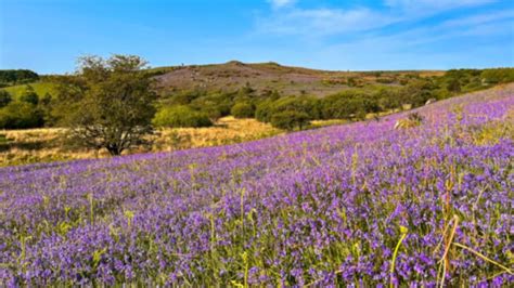 Local Offer Devon 的图像结果