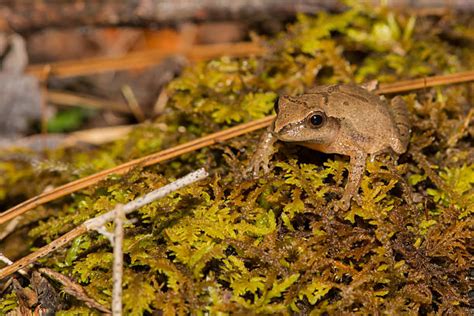 Image result for Spring Peeper Frog Habitat