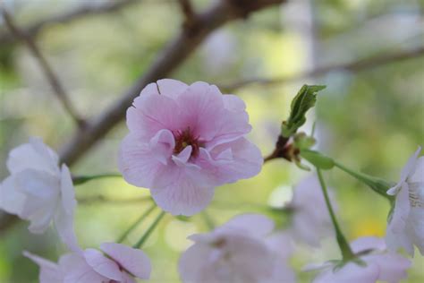 Cherry Blossom Pink Color