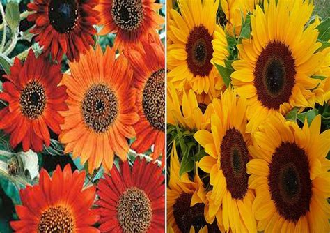 Sunflower Earthwalker (Hybrid) and Sunflower Russain Gaint Seed (Pack ...