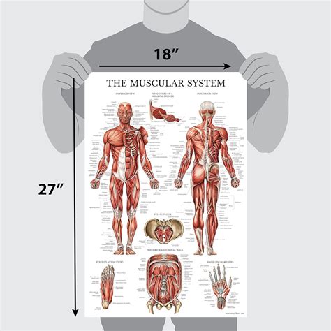 Buy Muscular System Anatomical Poster - LAMINATED - Muscle Anatomy ...