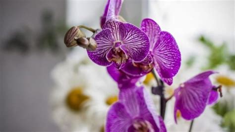 U AVGUSTU dajte svojim orhidejima ovu domaću hranu: ČAK i slabe biljke ...