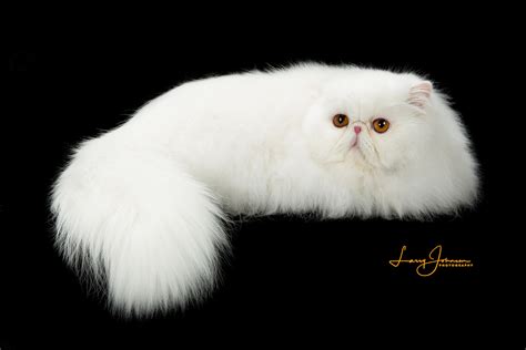 Persian Cat Breeders Websites | KittySites.Com