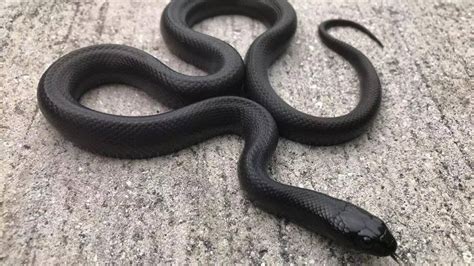 Fierce pythons to spitting cobras: 10 black snakes that stand out in ...