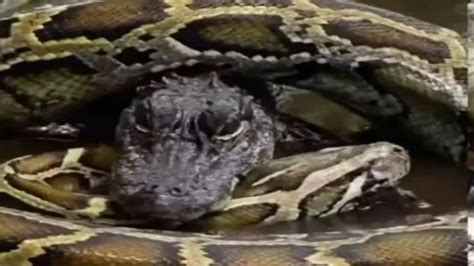 Image result for Crocodile vs Python Wild Battle