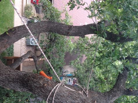 Image result for How to Bilde a Tree Nete