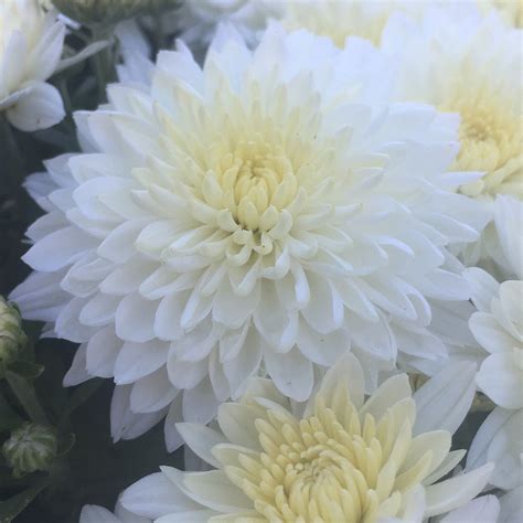 White mum | Flowers photography, White mums, Flowers