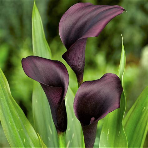 Unique Black Calla Lily Bulbs For Sale | Zantedeschia Odessa – Easy To Grow Bulbs