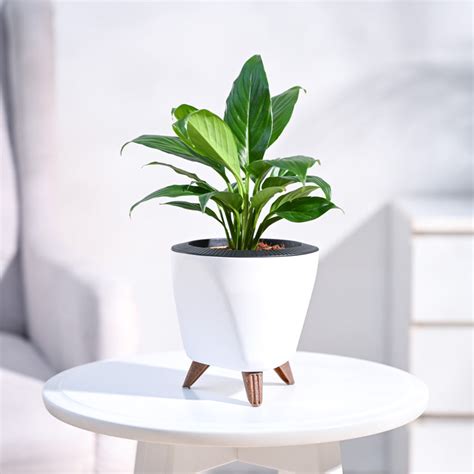 Buy the top-rated Peace Lily Plant online in India from Ugaoo