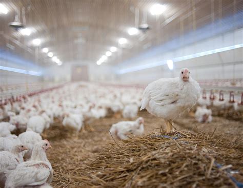 Europäische Masthuhn-Initiative: Mehr Tierwohl? | agrarheute.com